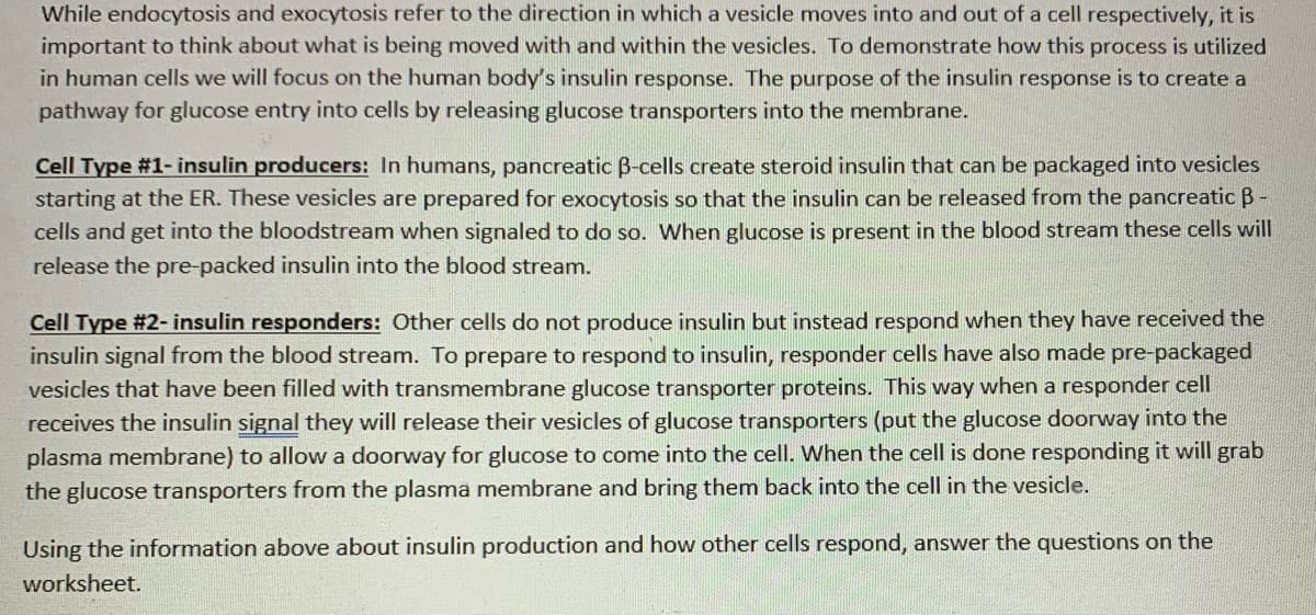 While endocytosis and exocytosis refer to the direction in which a vesicle moves into and out of a cell respectively, it is
important to think about what is being moved with and within the vesicles. To demonstrate how this process is utilized
in human cells we will focus on the human body's insulin response. The purpose of the insulin response is to create a
pathway for glucose entry into cells by releasing glucose transporters into the membrane.
Cell Type #1- insulin producers: In humans, pancreatic B-cells create steroid insulin that can be packaged into vesicles
starting at the ER. These vesicles are prepared for exocytosis so that the insulin can be released from the pancreatic B -
cells and get into the bloodstream when signaled to do so. When glucose is present in the blood stream these cells will
release the pre-packed insulin into the blood stream.
Cell Type #2- insulin responders: Other cells do not produce insulin but instead respond when they have received the
insulin signal from the blood stream. To prepare to respond to insulin, responder cells have also made pre-packaged
vesicles that have been filled with transmembrane glucose transporter proteins. This way when a responder cell
receives the insulin signal they will release their vesicles of glucose transporters (put the glucose doorway into the
plasma membrane) to allow a doorway for glucose to come into the cell. When the cell is done responding it will grab
the glucose transporters from the plasma membrane and bring them back into the cell in the vesicle.
Using the information above about insulin production and how other cells respond, answer the questions on the
worksheet.
