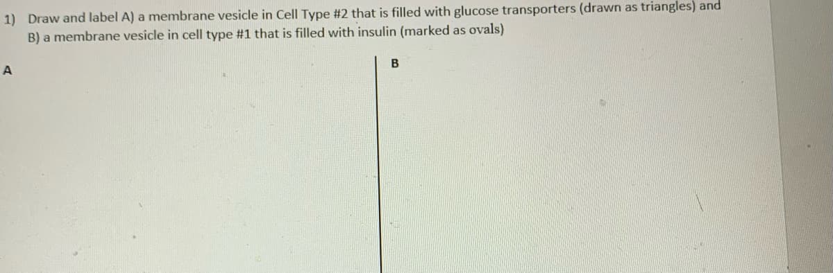 1) Draw and label A) a membrane vesicle in Cell Type #2 that is filled with glucose transporters (drawn as triangles) and
B) a membrane vesicle in cell type #1 that is filled with insulin (marked as ovals)
B
