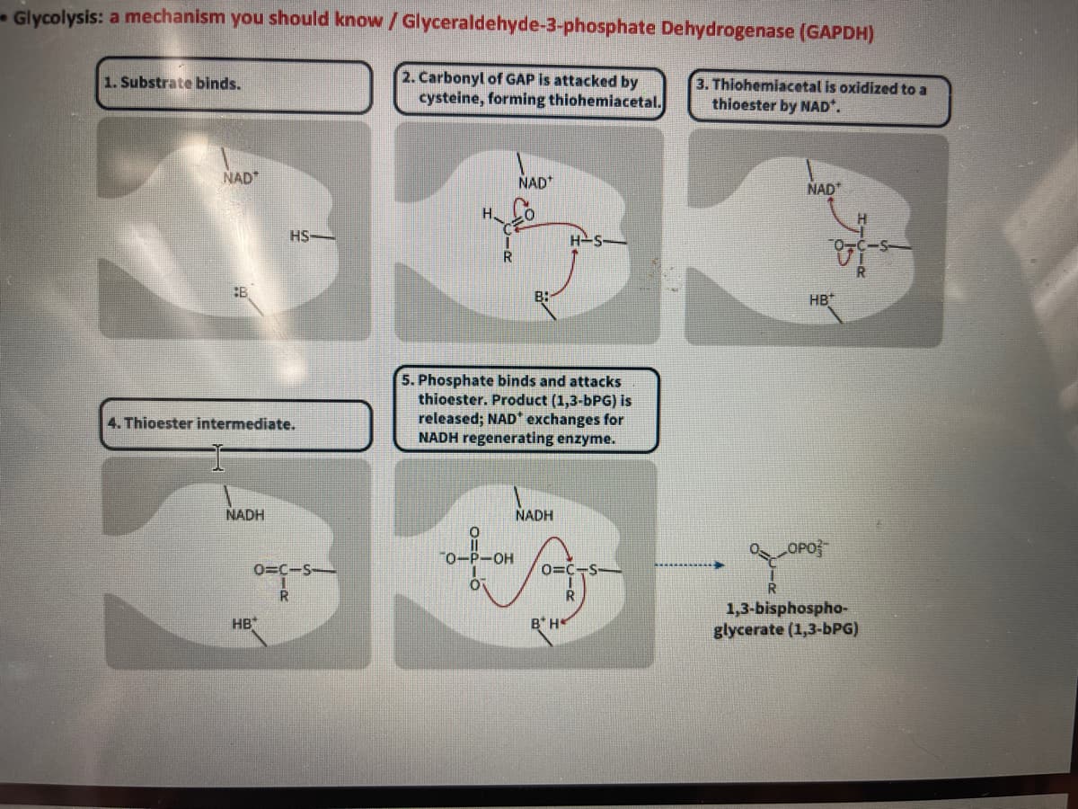 - Glycolysis: a mechanism you should know /Glyceraldehyde-3-phosphate Dehydrogenase (GAPDH)
2. Carbonyl of GAP is attacked by
cysteine, forming thiohemiacetal.
1. Substrate binds.
3. Thiohemiacetal is oxidized to a
thioester by NAD*.
NAD*
NAD*
NAD
H.
HS-
H-S-
:B
HB*
5. Phosphate binds and attacks
thioester. Product (1,3-bPG) is
released; NAD* exchanges for
NADH regenerating enzyme.
4. Thioester intermediate.
NADH
NADH
OPO
O-P-OH
0=C-S-
0=C
1,3-bisphospho-
glycerate (1,3-bPG)
HB*
B*H
