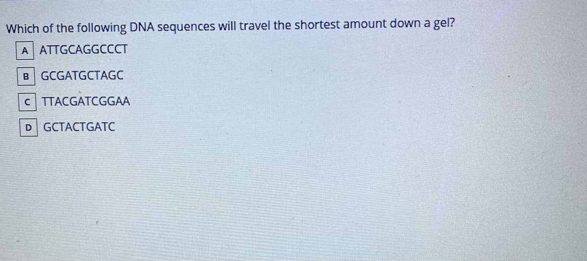 Which of the following DNA sequences will travel the shortest amount down a gel?
A ATTGCAGGCCCT
GCGATGCTAGC
TTACGATCGGAA
D
GCTACTGATС
