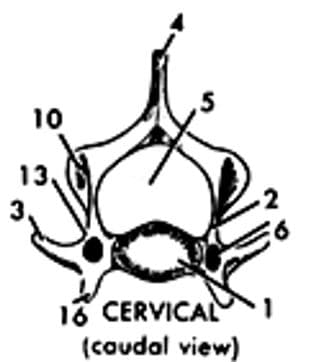 10
13
3,
2
9.
18 CERVICAL
(caudal view)
