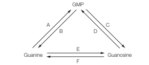 GMP
Guanine
Guanosine
F
