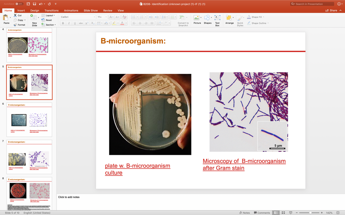 AutoSave
B208- Identification Unknown project (1)-IF (1) (1)
Search in Presentation
OFF
Home
Insert
Design
Transitions
Animations
Slide Show
Review
View
A Share
X Cut
Layout v
Calibri
11+
Av
Shape Fill
Сору
Reset
abe x2 X2
A
В
U
AV
Picture
Shapes
Тext
Quick
Styles
Paste
New
Convert to
Arrange
Shape Outline ▼
Format
Slide
Section
SmartArt
Воx
4
A-microorganism:
B-microorganism:
plate w. A-microorganism
culture
Microscopy of A-microorganism.
after Gram stain
B-microorganism:
plate w. B-microorganism
culture
Microscopy of B-microorganism
after Gram stain
6
C-microorganism:
plate w. C-microorganism
culture
Microscopy of B-microorganism,
after Gram stain
7
D-microorganism:
5 μη
plate w. B-microorganism
culture
Microscopy of B-microorganism
after Gram stain
ASM Microbelibrarvore Snth
plate w. D-microorganism
culture
Microscopy of D-microorganism.
after Gram stain
8.
E-microorganism:
Click to add notes
plate w. E-microorganism
culture
Microscony of E-microorganism
after Gram stain
Copied from
https://www.google.com/search?q=serratia+marcescenstgram+stain&sxsrf=ALekk02EYPyz6geNVawloxiPzFM
knzupSXw.1588120207975bm=sch&source-lu&ictx=1&fir=0SNKOV7NCXBUSM253A:252CKELJ5ODE-
cohsM%252C252-m25-02riwv&vet=1&usg-A14 -
KS3TAYP31NX SkOUhYMbwu75Jwkse=X&ved=2ahUKEwiVlu3msizpAhVSanlEHOymBIQO BOWFXOECA
OAwtimarrs3nZm1KxEX nMRimodisiziDR27RinTRHM
Slide 5 of 10
English (United States)
= Notes
Comments
+
142%
