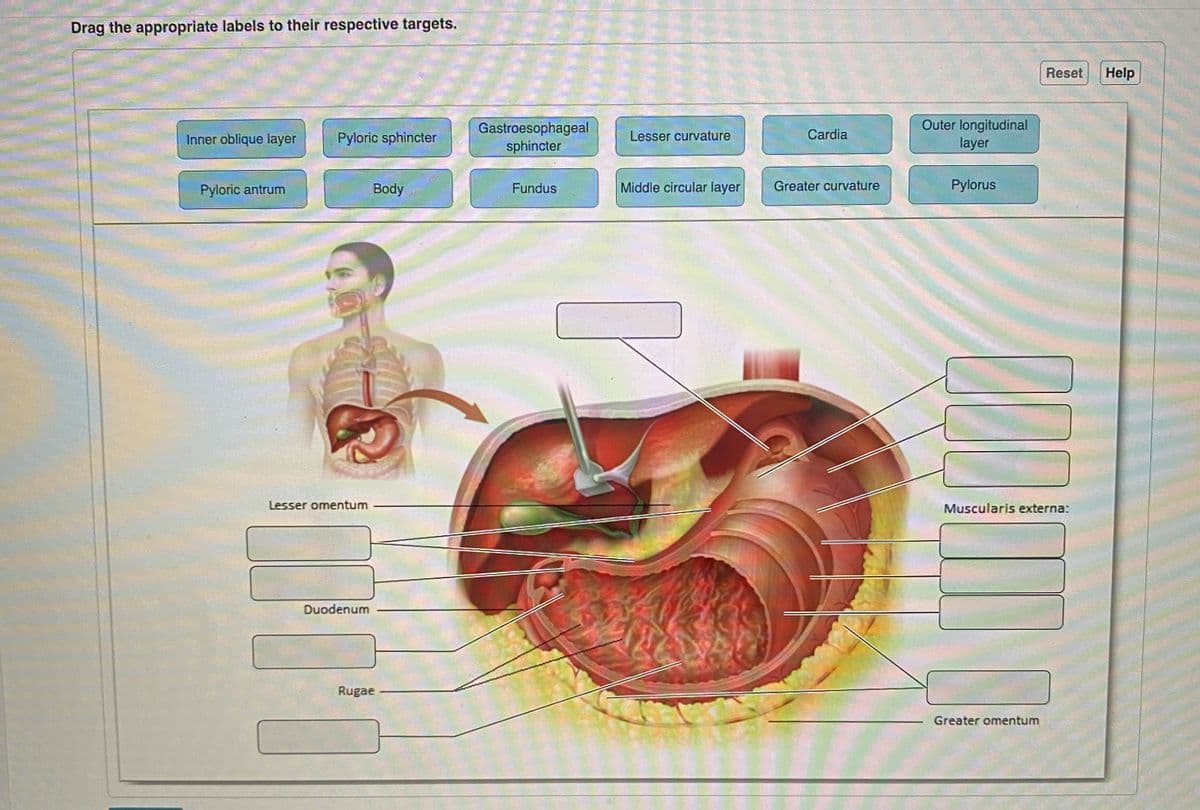 Drag the appropriate labels to their respective targets.
Inner oblique layer
Pyloric antrum
Pyloric sphincter
Lesser omentum
Duodenum
Body
Rugae
more
Gastroesophageal
sphincter
Fundus
Lesser curvature
Middle circular layer
I
Cardia
Greater curvature
Outer longitudinal
layer
Pylorus
Reset
Muscularis externa:
Greater omentum
Help