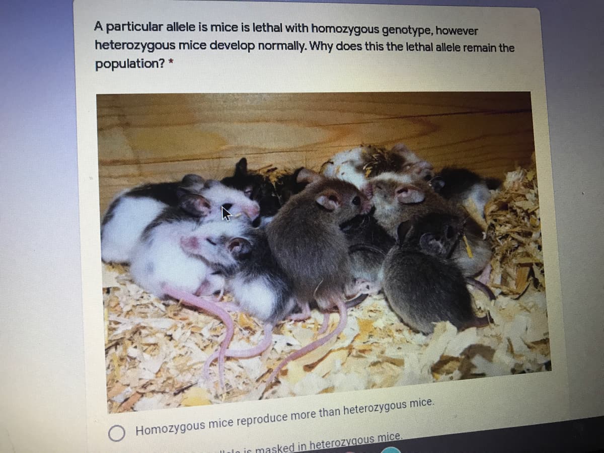 A particular allele is mice is lethal with homozygous genotype, however
heterozygous mice develop normally. Why does this the lethal allele remain the
population?
Homozygous mice reproduce more than heterozygous mice.
lo is masked in heterozygous mice.
