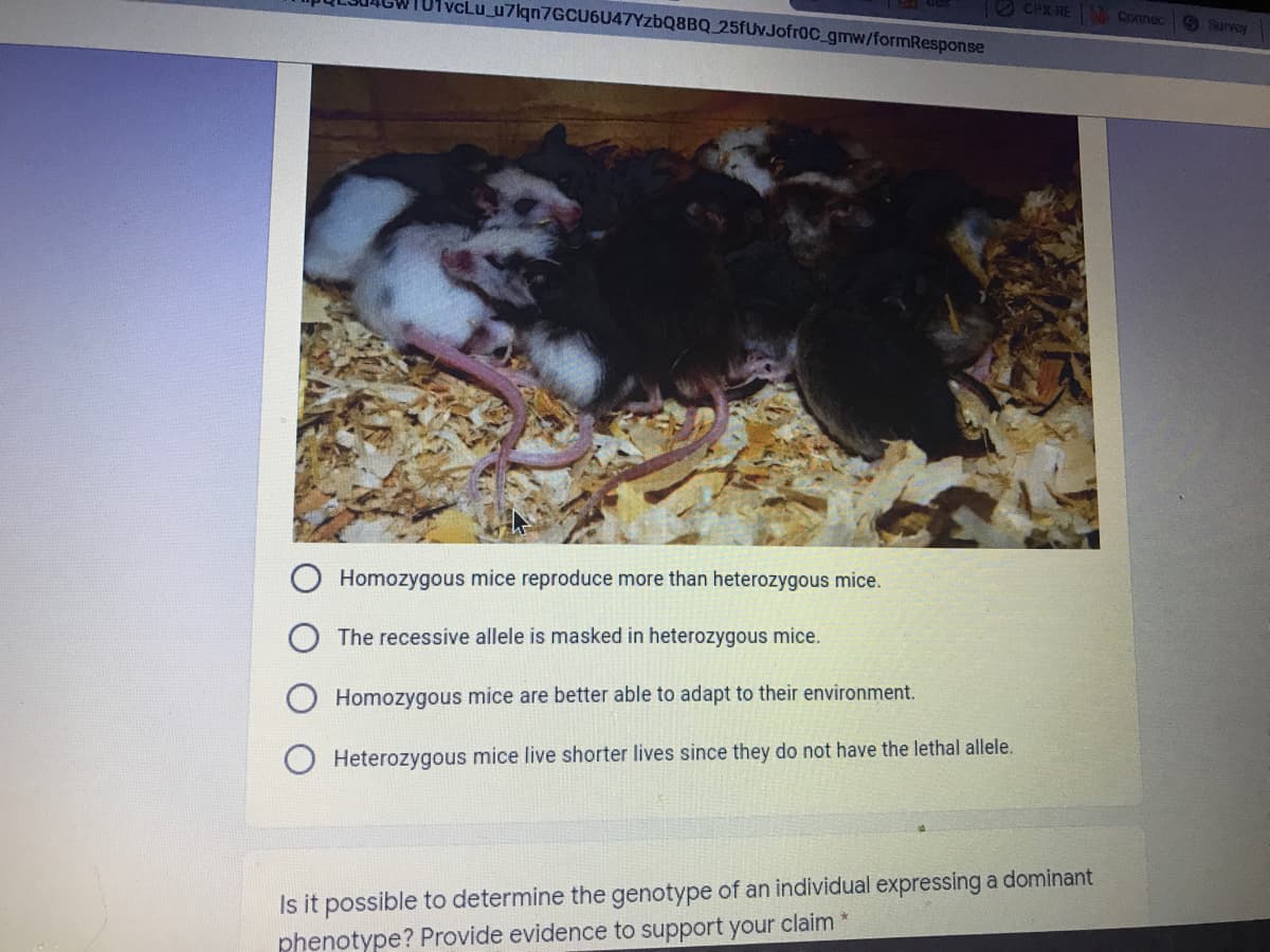 vcLu_u7lqn7GCU6U47YzbQ8BQ_25fUvJofr0C_gmw/formResponse
O CPX RE Connec
S Survey
Homozygous mice reproduce more than heterozygous mice.
The recessive allele is masked in heterozygous mice.
Homozygous mice are better able to adapt to their environment.
Heterozygous mice live shorter lives since they do not have the lethal allele.
Is it possible to determine the genotype of an individual expressing a dominant
phenotype? Provide evidence to support your claim
