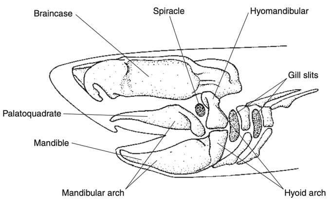 Braincase
Palatoquadrate
Mandible
Mandibular arch
Spiracle
Hyomandibular
Gill slits
Hyoid arch