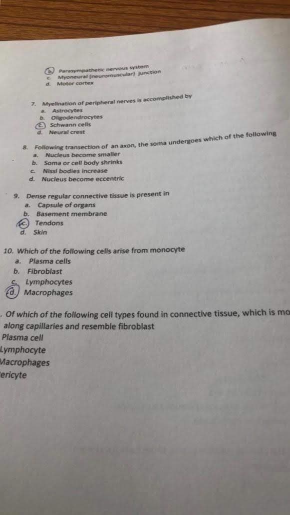 O Parasynpathetic nervous system
Myoneural (neuromuscular) junction
Motor cortex
d.
7. Myelination of peripheral nerves is accomplished by
Astrocytes
b. Oligodendrocytes
e Schwann cells
Neural crest
* Pollowing transection of an axon, the soma undergoes which of the following
Nucleus become smaller
b. Soma or cell body shrinks
C Nissl bodies increase
d. Nucleus become eccentric
a.
9. Dense regular connective tissue is present in
a. Capsule of organs
b.
Basement membrane
) Tendons
d.
Skin
10. Which of the following cells arise from monocyte
a.
Plasma cells
b. Fibroblast
Lymphocytes
d. Macrophages
Of which of the following cell types found in connective tissue, which is mo
along capillaries and resemble fibroblast
Plasma cell
Lymphocyte
Macrophages
Tericyte
