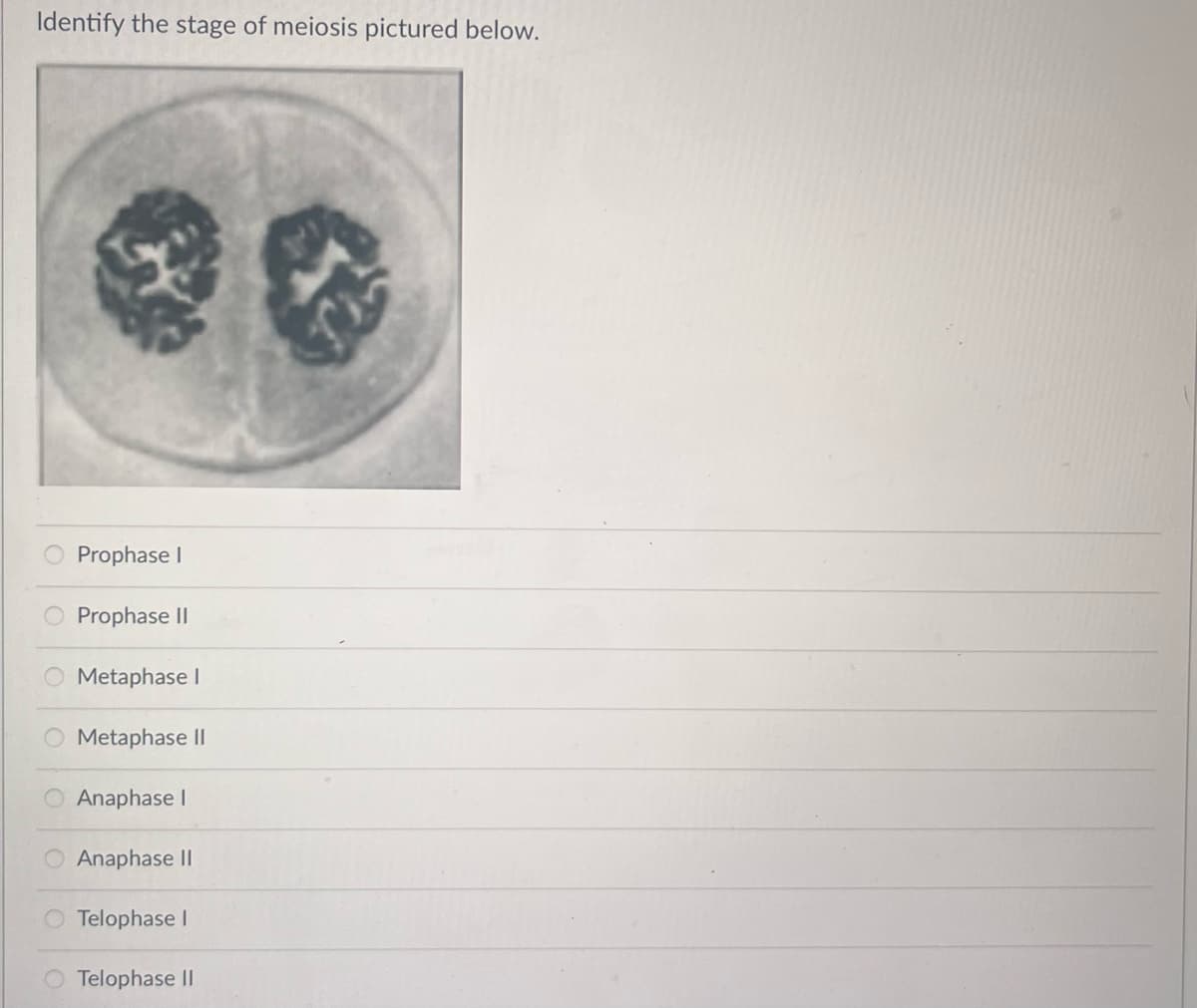 Identify the stage of meiosis pictured below.
Prophase I
Prophase II
Metaphase I
Metaphase II
Anaphase I
Anaphase II
Telophase I
Telophase II