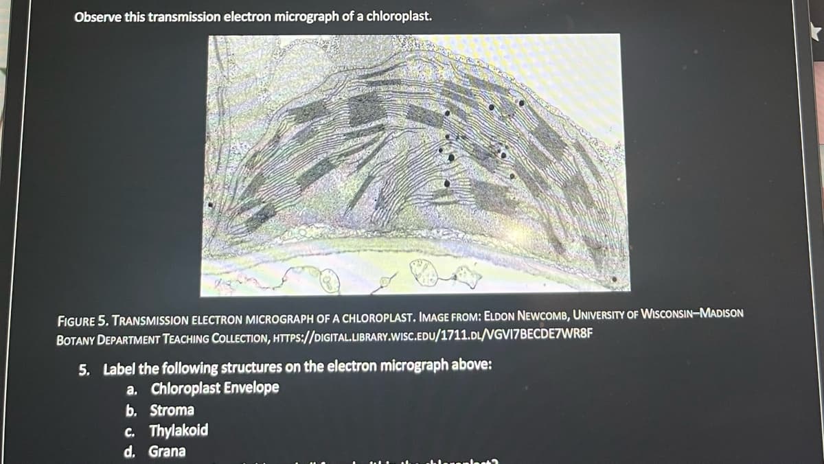 Observe this transmission electron micrograph of a chloroplast.
FIGURE 5. TRANSMISSION ELECTRON MICROGRAPH OF A CHLOROPLAST. IMAGE FROM: ELDON NEWCOMB, UNIVERSITY OF WISCONSIN-MADISON
BOTANY DEPARTMENT TEACHING COLLECTION, HTTPS://DIGITAL.LIBRARY.WISC.EDU/1711.DL/VGVI7BECDE7WR8F
5. Label the following structures on the electron micrograph above:
a. Chloroplast Envelope
b. Stroma
c. Thylakoid
d. Grana