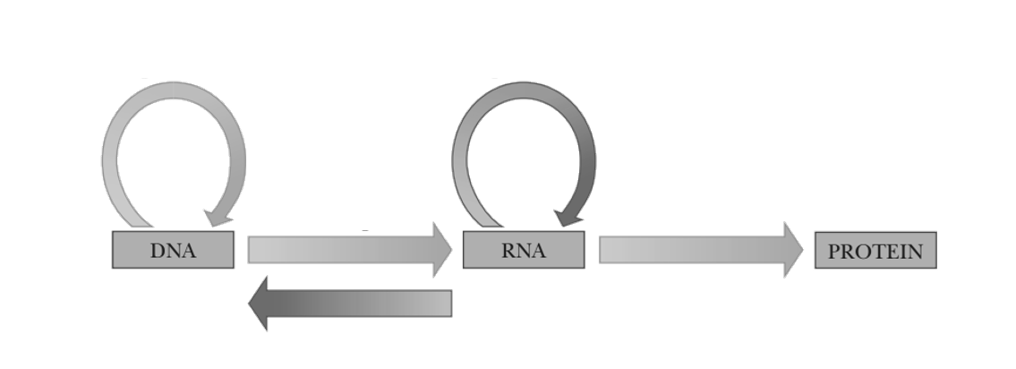 DNA
RNA
PROTEIN
