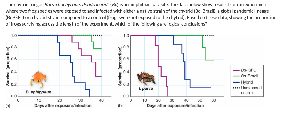 The chytrid fungus Batrachochytrium dendrobatidis(Bd) is an amphibian parasite. The data below show results from an experiment
where two frog species were exposed to and infected with either a native strain of the chytrid (Bd-Brazil), a global pandemic lineage
(Bd-GPL) or a hybrid strain, compared to a control (frogs were not exposed to the chytrid). Based on these data, showing the proportion
of frogs surviving across the length of the experiment, which of the following are logical conclusions?
1.0
1.0
0.8
0.8
{ 0.6
0.6
; 0.4
- Bd-GPL
0.4
Bd-Brazil
Hybrid
.. Unexposed
control
O 0,2
0.2
I. parva
В. еphippium
0.0
0.0
10
20
30
40
10
20
30
40
50
60
(a)
Days after exposure/infection
(b)
Days after exposure/infection
Survival (proportion)
Survival (proportion)
