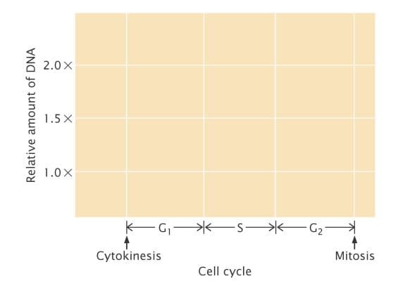 2.0X
1.5 X
1.0X
-G-
G2
Cytokinesis
Mitosis
Cell cycle
Relative amount of DNA
