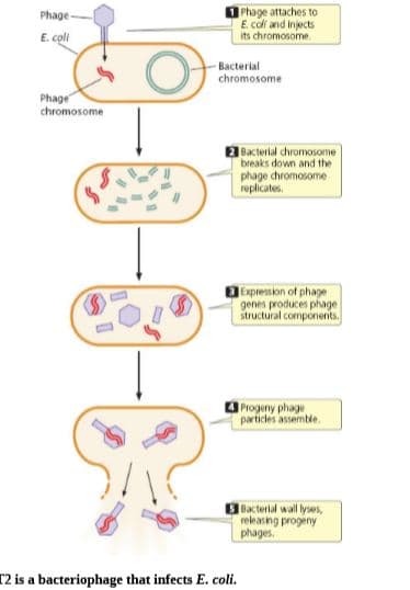 Phage attaches to
E coll and injects
its chromosome.
Phage
E. coli
Bacterial
chromosome
Phage
chromosome
Bacterial chromosome
breaks down and the
phage chromosome
replicates.
Expression of phage
genes produces phage
structural components,
Progeny phage
particdes assemble.
Bacterial wall lyses,
releasing progeny
phages.
r2 is a bacteriophage that infects E. coli.
