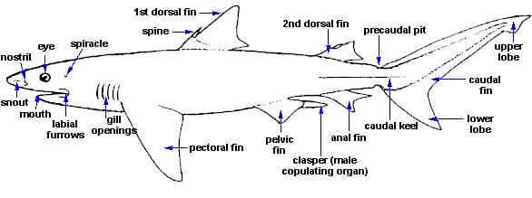 nostril
snout
eye spiracle
mouth
1st dorsal fin
spine
labial
furrows openings
gill
H
-pectoral fin
2nd dorsal fin
precaudal pit
pelvic
fin
caudal keel
anal fin
clasper (male
copulating organ)
upper
lobe
- caudal
fin
lower
lobe