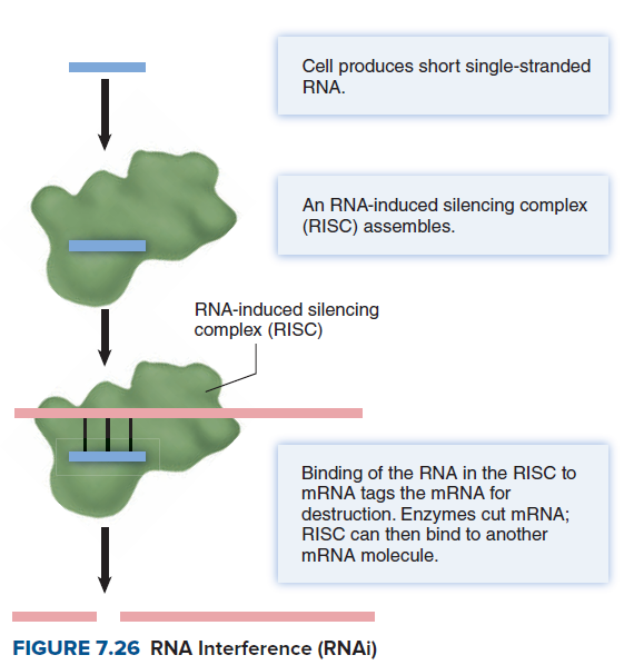 Cell produces short single-stranded
RNA.
An RNA-induced silencing complex
(RISC) assembles.
RNA-induced silencing
complex (RISC)
Binding of the RNA in the RISC to
MRNA tags the MRNA for
destruction. Enzymes cut mRNA;
RISC can then bind to another
MRNA molecule.
FIGURE 7.26 RNA Interference (RNAI)

