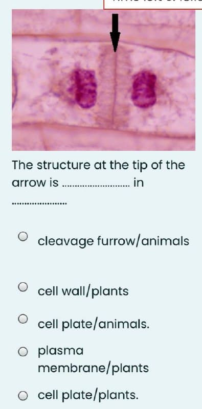 The structure at the tip of the
arrow is .
in
............
cleavage furrow/animals
cell wall/plants
cell plate/animals.
O plasma
membrane/plants
O cell plate/plants.
