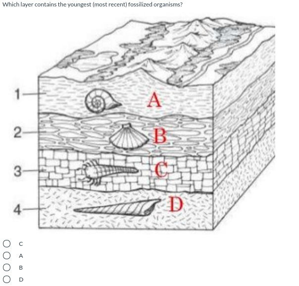 Which layer contains the youngest (most recent) fossilized organisms?
А
B.
3-
4-
D
Ос
O A
2.
OO
