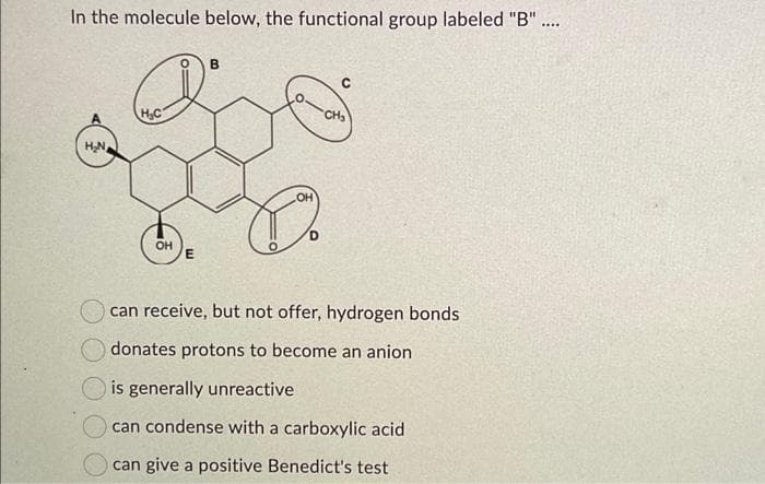 In the molecule below, the functional group labeled "B" ....
H₂N
H₂C
d
E
B
D
CH₂
can receive, but not offer, hydrogen bonds
donates protons to become an anion
is generally unreactive
can condense with a carboxylic acid
can give a positive Benedict's test