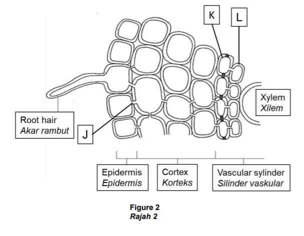 K
L
Xylem
Xilem
Root hair
Akar rambut
J
Epidermis
Epidermis
Cortex
Vascular sylinder
Korteks
Silinder vaskular
Figure 2
Rajah 2
