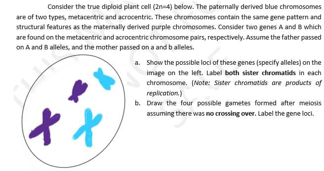 Consider the true diploid plant cell (2n=4) below. The paternally derived blue chromosomes
are of two types, metacentric and acrocentric. These chromosomes contain the same gene pattern and
structural features as the maternally derived purple chromosomes. Consider two genes A and B which
are found on the metacentric and acrocentric chromosome pairs, respectively. Assume the father passed
on A and B alleles, and the mother passed on a and b alleles.
a. Show the possible loci of these genes (specify alleles) on the
image on the left. Label both sister chromatids in each
chromosome. (Note: Sister chromatids are products of
replication.)
b. Draw the four possible gametes formed after meiosis
assuming there was no crossing over. Label the gene loci.
十七
M