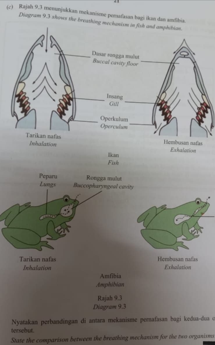 (c) Rajah 9.3 menunjukkan mekanisme permafasan bagi ikan dan amfibia.
Diagram 9.3 shows the breathing mechanism in fish and amphibian.
Dasar rongga mulut
Buccal cavity floor
Insang
Gill
Operkulum
Operculum
Tarikan nafas
Hembusan nafas
Inhalation
Exhalation
Ikan
Fish
Peparu
Lungs
Rongga mulut
Buccopharyngeal cavity
Hembusan nafas
Tarikan nafas
Exhalation
Inhalation
Amfibia
Amphibian
Rajah 9.3
Diagram 9.3
Nyatakan perbandingan di antara mekanisme pernafasan bagi kedua-dua o
tersebut.
State the comparison between the breathing mechanism for the two organisms.
