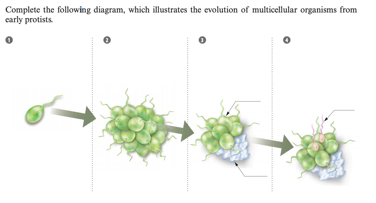 Complete the following diagram, which illustrates the evolution of multicellular organisms from
early protists.
