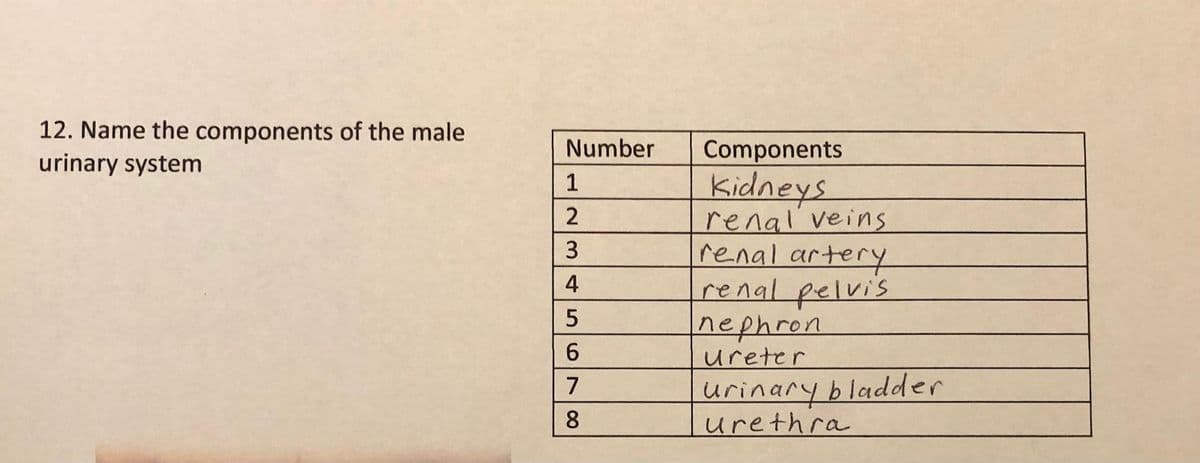 12. Name the components of the male
urinary system
Number
Components
Kidneys
renal veins
renal artery
renal pelvis
nephron
ureter
1
3
4
urinary bladder
urethra
8
567 00
