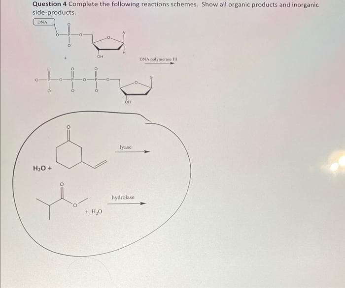 Question 4 Complete the following reactions schemes. Show all organic products and inorganic
side-products.
DNA
OH
DNA polymerase III
OH
lyase
H20 +
hydrolase
+ H,0
