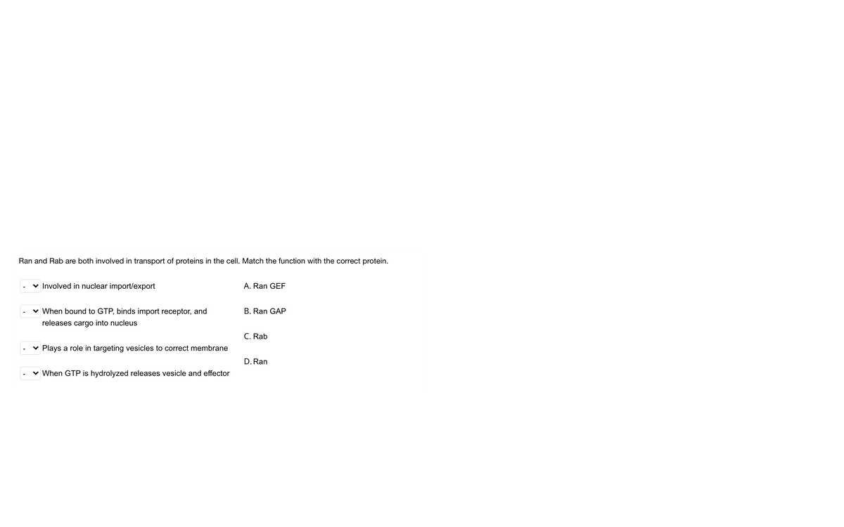 Ran and Rab are both involved in transport of proteins in the cell. Match the function with the correct protein.
v Involved in nuclear import/export
A. Ran GEF
v When bound to GTP, binds import receptor, and
B. Ran GAP
releases cargo into nucleus
C. Rab
v Plays a role in targeting vesicles to correct membrane
D. Ran
v When GTP is hydrolyzed releases vesicle and effector
