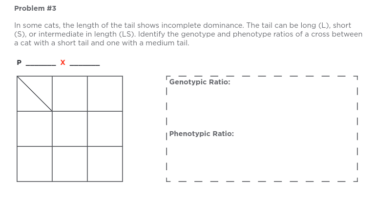 Problem #3
In some cats, the length of the tail shows incomplete dominance. The tail can be long (L), short
(S), or intermediate in length (LS). Identify the genotype and phenotype ratios of a cross between
a cat with a short tail and one with a medium tail.
P
Genotypic Ratio:
1
1
|
I
I
|
Phenotypic Ratio: