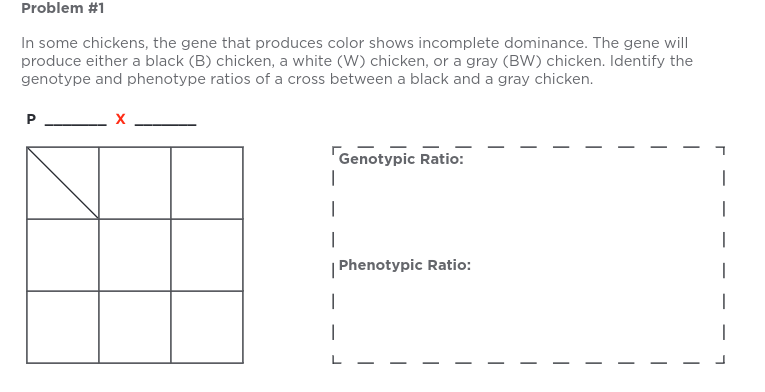 Problem #1
In some chickens, the gene that produces color shows incomplete dominance. The gene will
produce either a black (B) chicken, a white (W) chicken, or a gray (BW) chicken. Identify the
genotype and phenotype ratios of a cross between a black and a gray chicken.
P
Genotypic Ratio:
I
1
I
| Phenotypic Ratio:
I