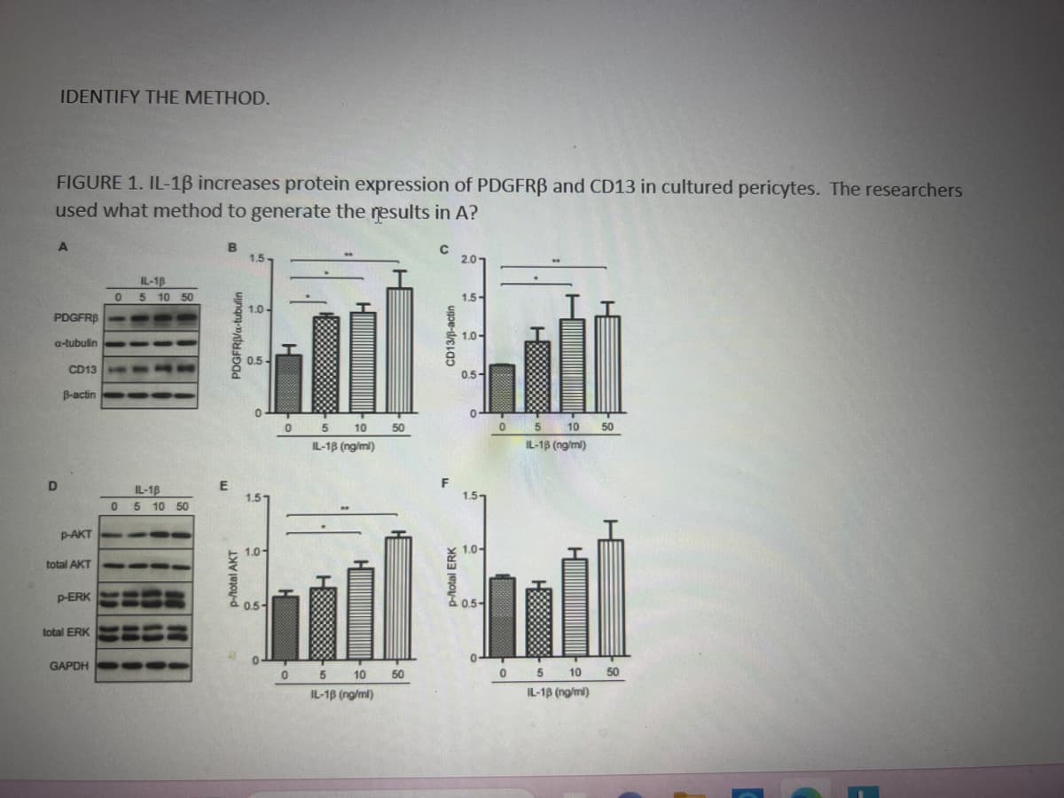 IDENTIFY THE METHOD.
FIGURE 1. IL-1ẞ increases protein expression of PDGFRB and CD13 in cultured pericytes. The researchers
used what method to generate the results in A?
A
PDGFR$
a-tubulin
D
CD13
B-actin
p-AKT
total AKT
p-ERK
total ERK
GAPDH
IL-18
0 5 10 50
IL-18
0 5 10 50
B
E
PDGFRB/a-tubulin
p-/total AKT
1.5
1.0-
0.5-
0
1.5
1.0-
0.5-
0
0 5 10
IL-18 (ng/ml)
0 5 10
IL-18 (ng/ml)
50
50
C
CD13/B-actin
F
p-/total ERK
2.01
1.5-
1.0-
0.5-
0
1.0-
0.5-
0
H
10 50
5
IL-18 (ng/ml)
0 5 10
IL-13 (ng/ml)
50