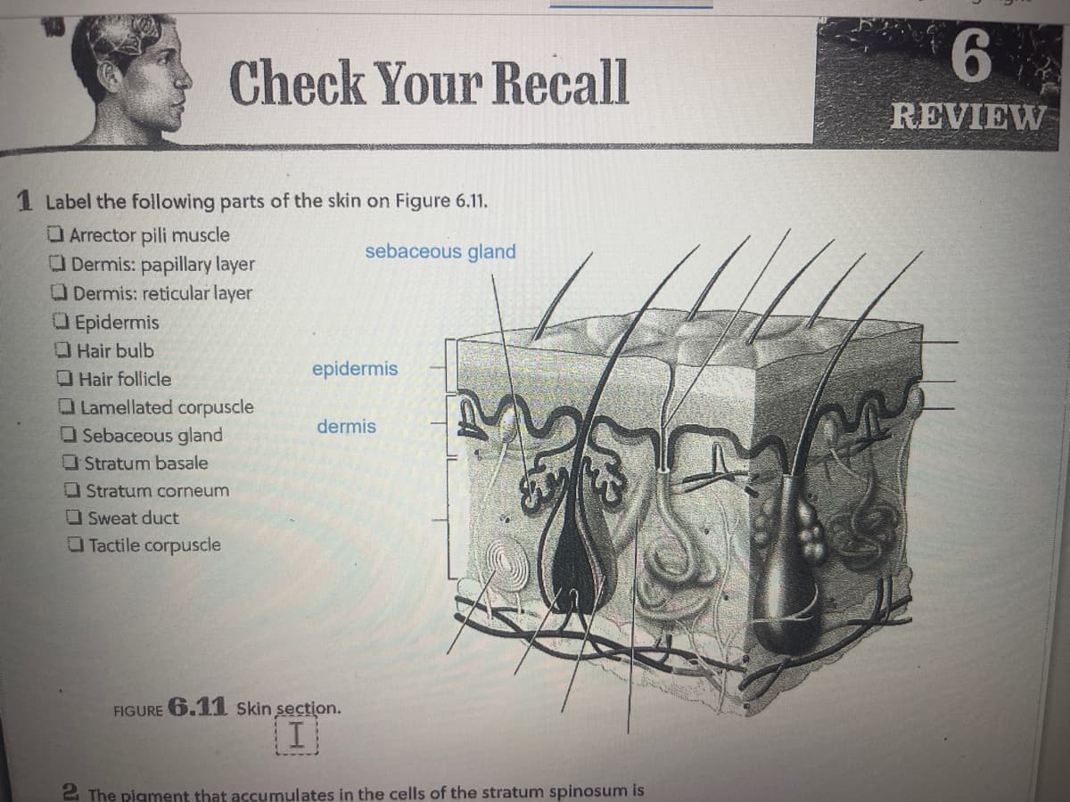 Check Your Recall
1 Label the following parts of the skin on Figure 6.11.
Arrector pili muscle
sebaceous gland
Dermis: papillary layer
Dermis: reticular layer
Epidermis
Hair bulb
Hair follicle
Lamellated corpuscle
Sebaceous gland
Stratum basale
Stratum corneum
Sweat duct
Tactile corpuscle
epidermis
dermis
FIGURE 6.11 Skin section.
[I]
2 The pigment that accumulates in the cells of the stratum spinosum is
6
REVIEW
