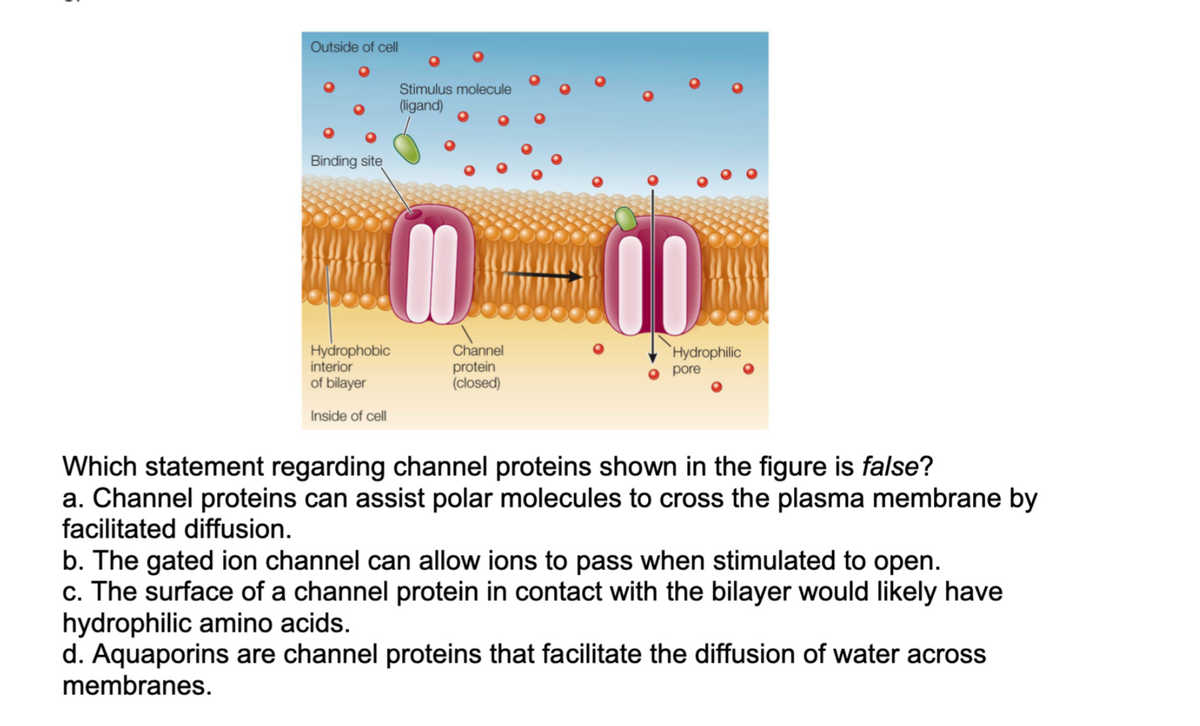 Outside of cell
Binding site
Hydrophobic
interior
of bilayer
Inside of cell
Stimulus molecule
(ligand)
00
Channel
protein
(closed)
00
Hydrophilic
pore
Which statement regarding channel proteins shown in the figure is false?
a. Channel proteins can assist polar molecules to cross the plasma membrane by
facilitated diffusion.
b. The gated ion channel can allow ions to pass when stimulated to open.
c. The surface of a channel protein in contact with the bilayer would likely have
hydrophilic amino acids.
d. Aquaporins are channel proteins that facilitate the diffusion of water across
membranes.