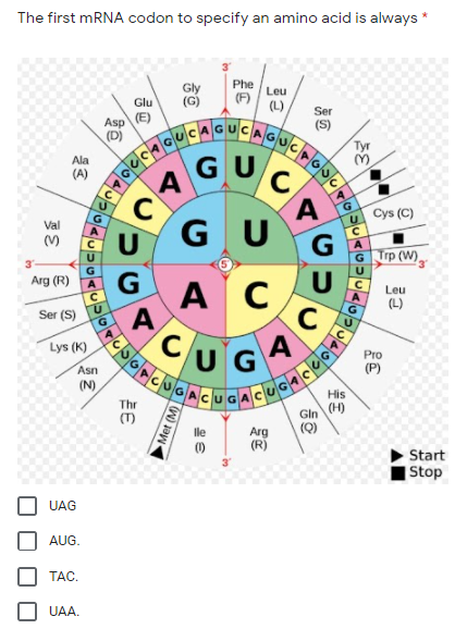 The first MRNA codon to specify an amino acid is always *
Phe
(G)
Leu
(F)
(L)
Glu
Ser
Asp
(D)
(S)
Tyr
GUC
Ala
(A)
´A
GU
Cys (C)
Val
(V)
G
Тrр (W)
3
Arg (R)
G
U
А С
A
CUG
A
Leu
(L)
Ser (S)
Lys (K)
A
Pro
Asn
(P)
(N)
His
Thr
Gin (H)
(Q)
Arg
(R)
lle
Start
|Stop
UAG
AUG.
TAC.
UAA.
Met (M)
