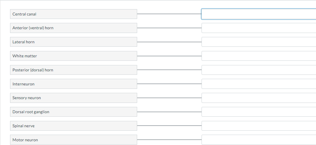 Central canal
Anterior (ventral) horn
Lateral horn
White matter
Posterior (dorsal) horn
Interneuron
Sensory neuron
Dorsal root ganglion
Spinal nerve
Motor neuron
