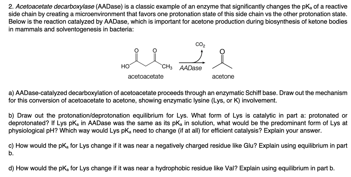 2. Acetoacetate decarboxylase (AADase) is a classic example of an enzyme that significantly changes the pKa of a reactive
side chain by creating a microenvironment that favors one protonation state of this side chain vs the other protonation state.
Below is the reaction catalyzed by AADase, which is important for acetone production during biosynthesis of ketone bodies
in mammals and solventogenesis in bacteria:
CO2
HO
"CHз АADase
acetoacetate
acetone
a) AADase-catalyzed decarboxylation of acetoacetate proceeds through an enzymatic Schiff base. Draw out the mechanism
for this conversion of acetoacetate to acetone, showing enzymatic lysine (Lys, or K) involvement.
b) Draw out the protonation/deprotonation equilibrium for Lys. What form of Lys is catalytic in part a: protonated or
deprotonated? If Lys pKa in AADase was the same as its pKa in solution, what would be the predominant form of Lys at
physiological pH? Which way would Lys pKa need to change (if at all) for efficient catalysis? Explain your answer.
c) How would the pka for Lys change if it was near a negatively charged residue like Glu? Explain using equilibrium in part
b.
d) How would the pKa for Lys change if it was near a hydrophobic residue like Val? Explain using equilibrium in part b.

