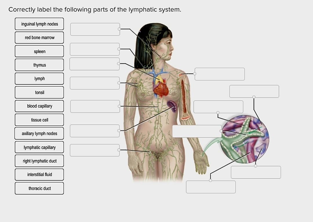 Correctly label the following parts of the lymphatic system.
inguinal lymph nodes
red bone marrow
spleen
thymus
lymph
tonsil
blood capillary
tissue cell
xillary lymph nodes
lymphatic capillary
right lymphatic duct
interstitial fluid
thoracic duct