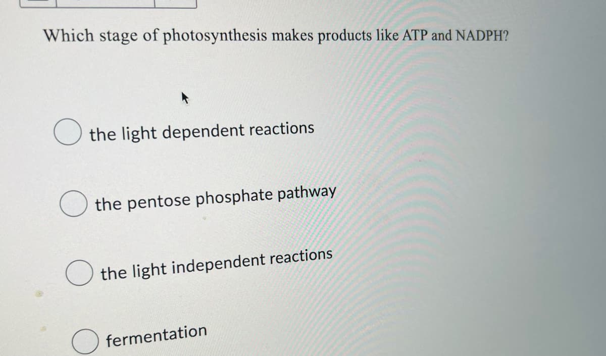 Which stage of photosynthesis makes products like ATP and NADPH?
the light dependent reactions
the pentose phosphate pathway
the light independent reactions
fermentation