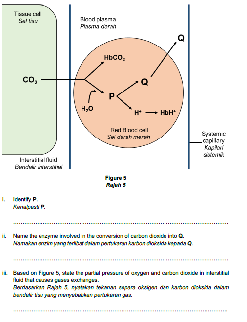 Tissue cell
Sel tisu
Blood plasma
Plasma darah
ньсо,
co,
H,0
H*
HbH*
Red Blood cell
Systemic
capillary
Карpilari
Sel darah merah
sistemik
Interstitial fluid
Bendalir interstitial
Figure 5
Rajah 5
i. Identify P.
Kenalpasti P.
Name the enzyme involved in the conversion of carbon dioxide into Q.
Namakan enzim yang terlibat dalam pertukaran karbon dioksida kepada Q.
ii.
iii. Based on Figure 5, state the partial pressure of oxygen and carbon dioxide in interstitial
fluid that causes gases exchanges.
Berdasarkan Rajah 5, nyatakan tekanan separa oksigen dan karbon dioksida dalam
bendalir tisu yang menyebabkan pertukaran gas.

