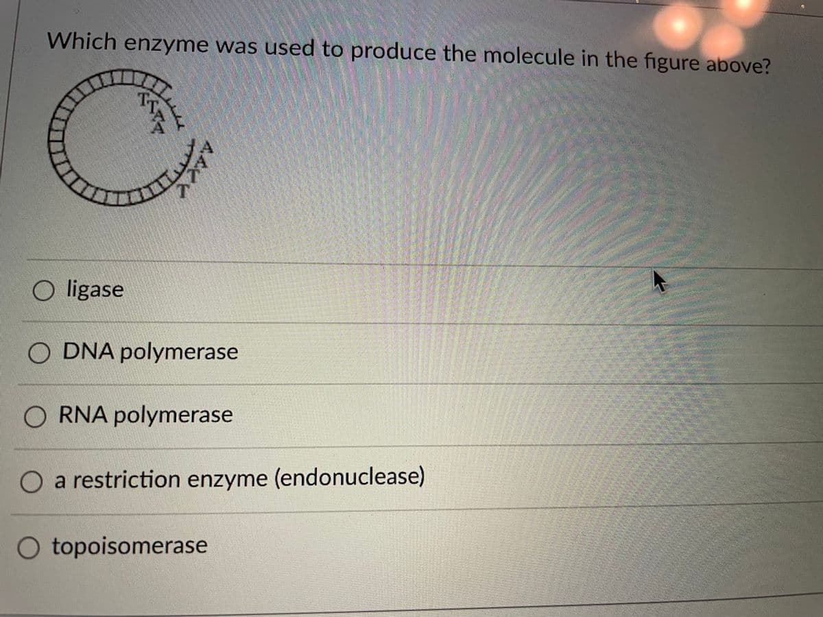 Which enzyme was used to produce the molecule in the figure above?
O ligase
O DNA polymerase
O RNA polymerase
O a restriction enzyme (endonuclease)
O topoisomerase

