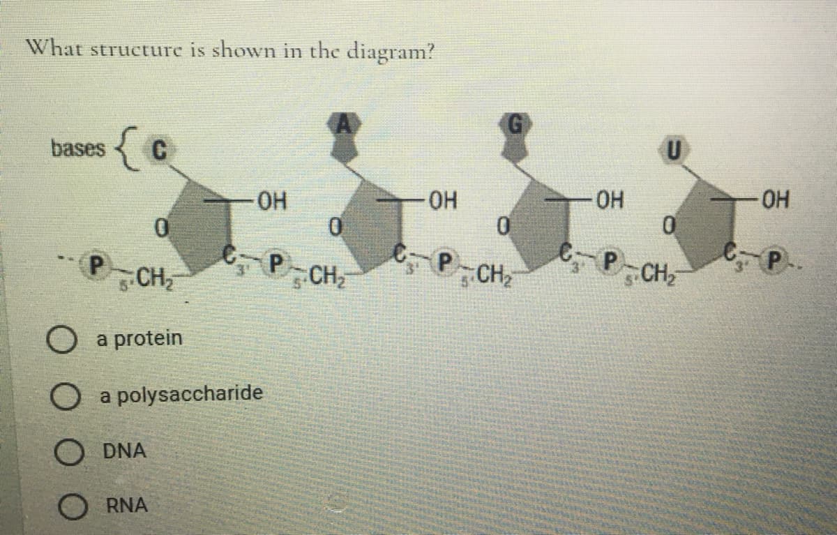 What structure is shown in the diagram?
G
bases C
HO-
HO-
6P-CH
CH
CH2
CH
a protein
O a polysaccharide
O DNA
O RNA
