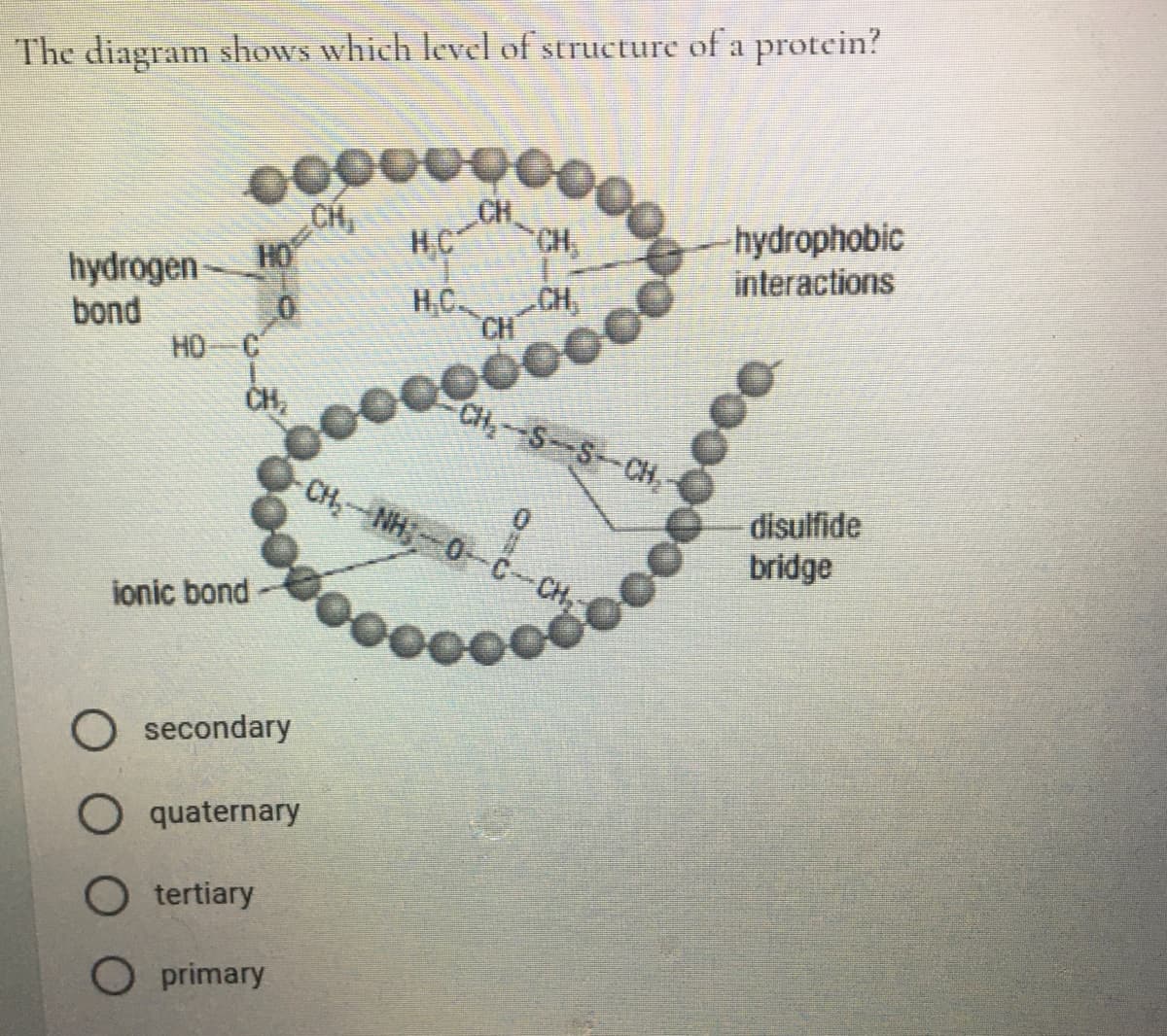 The diagram shows which level of structure of a protein?
CH,
CH,
-hydrophobic
interactions
H.C
CH,
hydrogen– HO
bond
HC
CH,
CH
НО - С
CH,
CH,--S-S-CH,
CH,-NH-0-C-CH,
disulfide
bridge
ionic bond
O secondary
O quaternary
O tertiary
O primary
00
