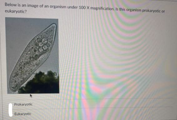 Below is an image of an organism under 100 X magnification. Is this organism prokaryotic or
eukaryotic?
Prokaryotic
Eukaryotic
