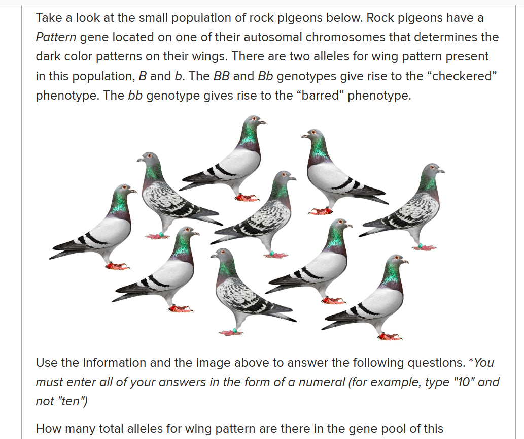 Take a look at the small population of rock pigeons below. Rock pigeons have a
Pattern gene located on one of their autosomal chromosomes that determines the
dark color patterns on their wings. There are two alleles for wing pattern present
in this population, B and b. The BB and Bb genotypes give rise to the "checkered"
phenotype. The bb genotype gives rise to the "barred" phenotype.
Use the information and the image above to answer the following questions. *You
must enter all of your answers in the form of a numeral (for example, type "10" and
not "ten")
How many total alleles for wing pattern are there in the gene pool of this
