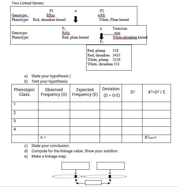 Two Linked Genes:
P1
P2
RRSS
Genotype
Phenotype: Red, shrunken kernel
White, Plum kernel
F1
Testcross
Genotype:
Phenotype:
White.shrunken kernel
F2
Red, plum kernel
Red, plump
Red, shrunken 3433
White, plump 3329
White, shrunken 133
118
a) State your hypothesis (
b) Test your hypothesis:
Deviation
Phenotypic
Class
Expected
Frequency (0) Frequency (E)
Observed
D2
X2=D2 /E
(D = 0-E)
1
2
4.
n =
X2com=
State your conclusion:
d) Compute for the linkage value. Show your solution.
e) Make a linkage map.
3.
