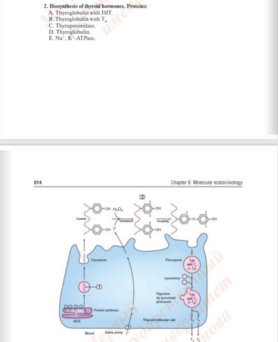 2. Biosynthesis of thyroid hormones. Proteins:
A. Thyroglobulin with DIT.
B. Thyroglobulin with T
C. Thyroperoxidase.
D. Thyroglobulin.
E. Na', K-ATPase.
514
Chapter 9. Molecular endocrinology
2
Conoie
loaination
Coupting
Exocytosis
Pinocytosis
Tgb
with T
( Ta)
Lysasomes
Digestion
by lysosomal
proteases
Tgb
with T.
Protoin synthesis
RER
Thyroid follicular call
Biood
lodine pump r
em
