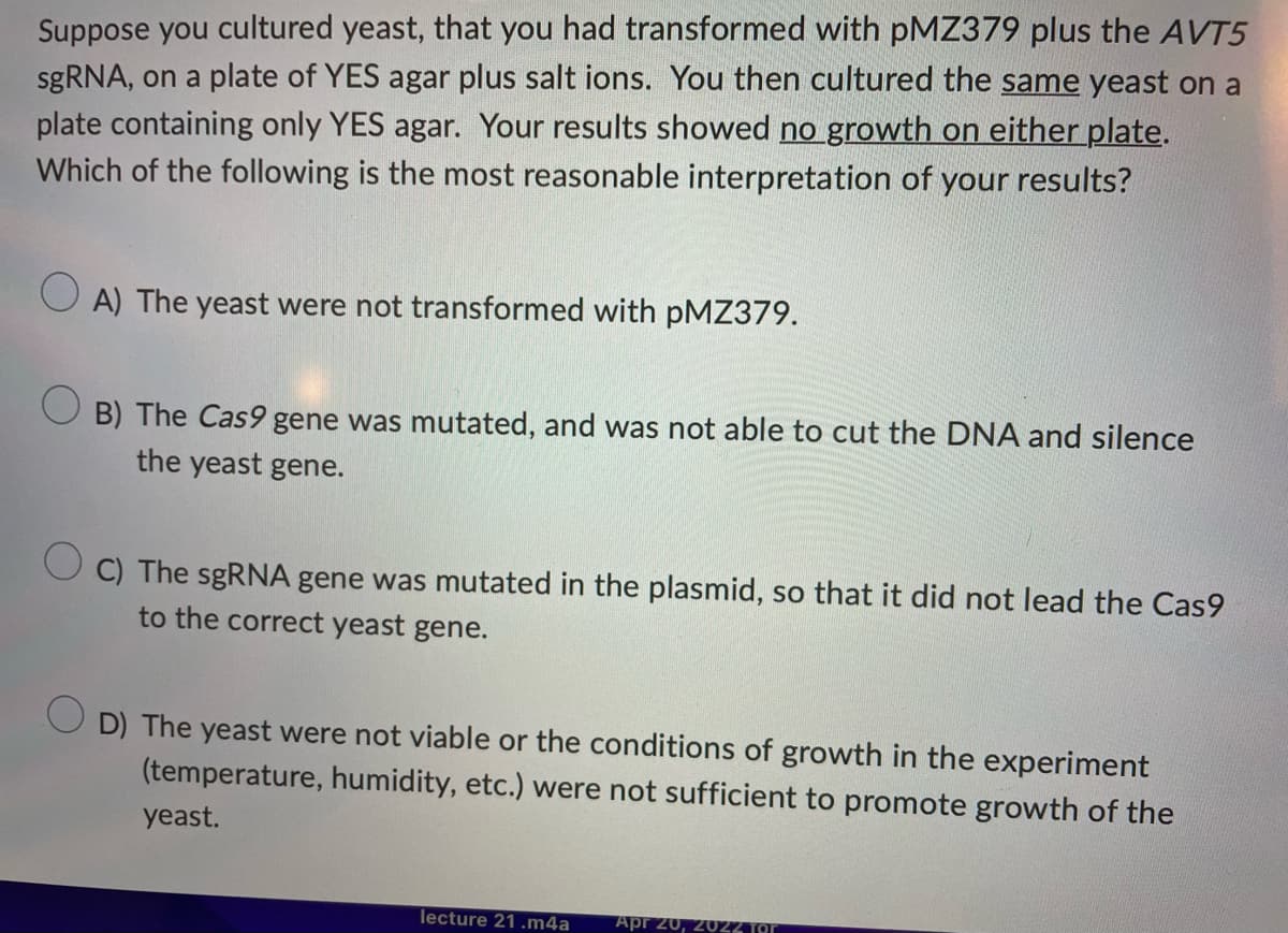 Suppose you cultured yeast, that you had transformed with pMZ379 plus the AVT5
sgRNA, on a plate of YES agar plus salt ions. You then cultured the same yeast on a
plate containing only YES agar. Your results showed no growth on either plate.
Which of the following is the most reasonable interpretation of your results?
O A) The yeast were not transformed with pMZ379.
B) The Cas9 gene was mutated, and was not able to cut the DNA and silence
the yeast gene.
C) The sgRNA gene was mutated in the plasmid, so that it did not lead the Cas9
to the correct yeast gene.
D) The yeast were not viable or the conditions of growth in the experiment
(temperature, humidity, etc.) were not sufficient to promote growth of the
yeast.
lecture 21 .m4a
Apr 20, 2022 for
