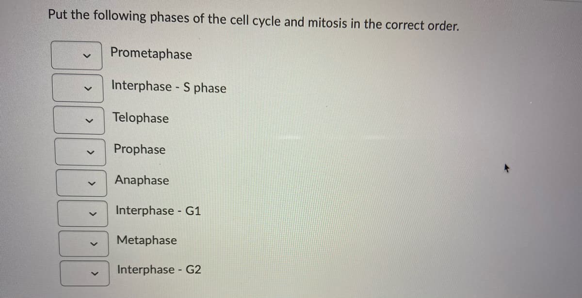 Put the following phases of the cell cycle and mitosis in the correct order.
Prometaphase
Interphase - S phase
Telophase
Prophase
Anaphase
Interphase - G1
Metaphase
Interphase - G2
<>
